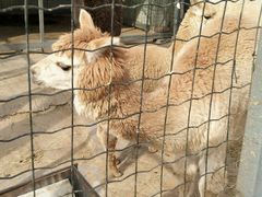 -意大利农场度假村