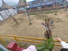 -西霞口神雕山野生动物世界