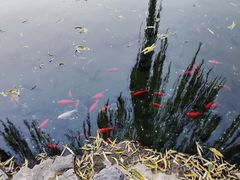 -趵突泉景区