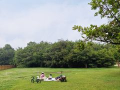 -上海共青森林公园