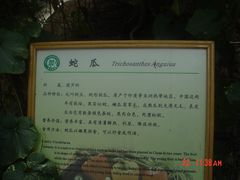 -上海都市菜园