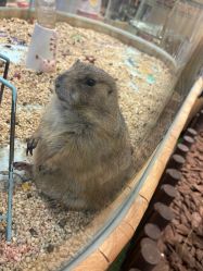 -卡通尼·Safari非洲探索乐园·生日会(金桥国际商业广场店)