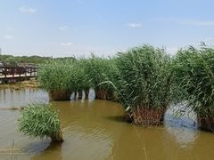 -西青郊野公园