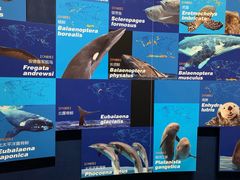 -贝林大翅鲸简餐厅(国家海洋博物馆店)