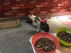 -AOE 火焰 剧本密室狼人杀