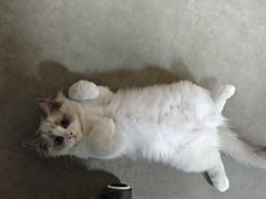 -宠颐生汉谟拉比宠物医院