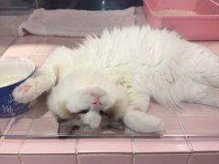 -FAELING PETS美天灵宠物(富力广场店)