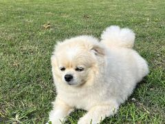 -趣多多宠物公园·宠物训犬学校·宠物寄养