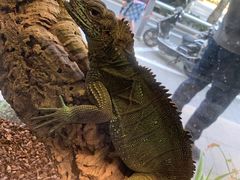 -酷以爬仙阁实体爬宠店·守宫·蜥蜴·专业繁育