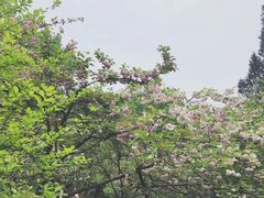-武汉大学-樱园