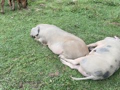 -狮子沟牧场