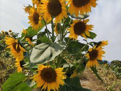 -苏州太湖西山岛开心农场