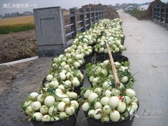 -南汇水蜜桃采摘(大团店)