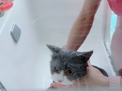 -爱洗澡的猫(望京店)