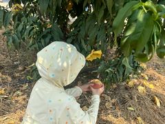 -老袁家蜜桃农场·阳山水蜜桃