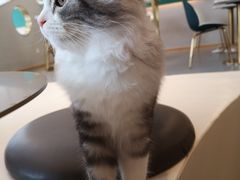 -飞行喵MR PILOT|猫舍·猫咖(静安大融城店)