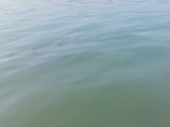 -西湖游船