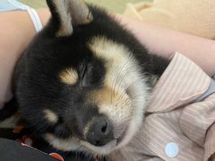 -逗柴咖啡屋·狗咖猫咖宠物桌游