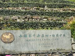 -龙井村