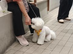 -翊宠yipet猫狗购宠庄园犬舍•猫舍