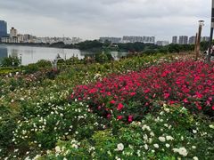 -立新湖公园