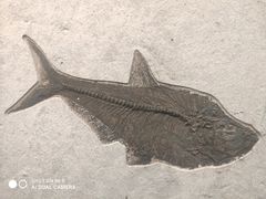 -湖南省地质博物馆