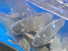 -盒马鲜生(双清路店)