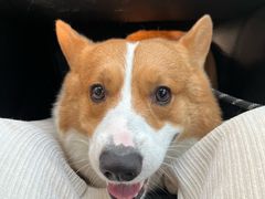 -宠福鑫康馨动物医院·骨科·眼科