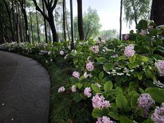 -黄兴公园