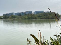 -华侨城湿地公园