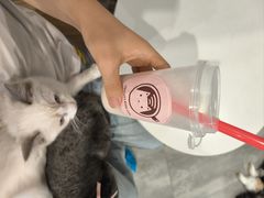 -楼上猫咖(罗湖店)