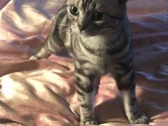 -猫大福·Fortune Cat猫舍(百子湾店)