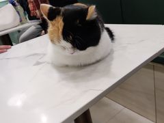 -安格丽娜·狗咖·猫咖羊驼咖(春熙路百盛商场店)