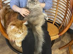 -蓝鲸·缅因猫舍