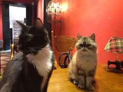 -猫色咖啡·猫咖