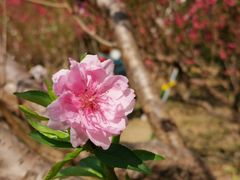 -广州市白云山风景名胜区