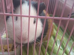 -青石桥花鸟鱼虫市场(叠翠城店)