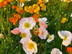 -名花谷生态庄园