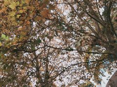 -四川农业大学(雅安校区)