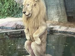 -清迈夜间动物园