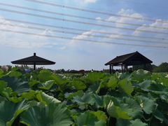 -梁鸿国家湿地公园