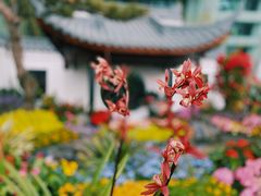 -重庆市江北嘴中央商务区中央公园