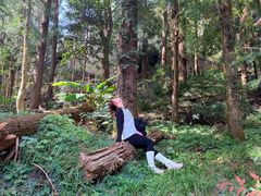 -天目山大树王景区