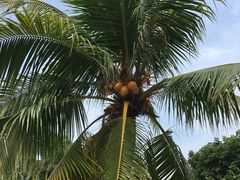 -东郊椰林