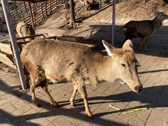 -北京鹿世界主题园