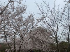 -香雪海