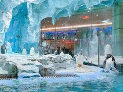 -帝企鹅自助餐厅•儿童岛•真企鹅(长隆企鹅酒店)