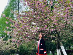 樱花大道-USTC1958东区·by UNILAB