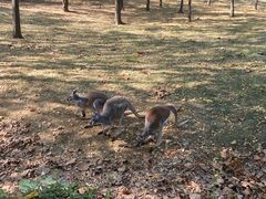 -合肥野生动物园