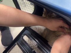 -利又安动物医院··老年病·猫科犬科·中兽医